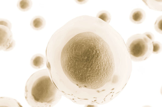 Natural Cell Recovery: What Is It, and Why Is It Important?
